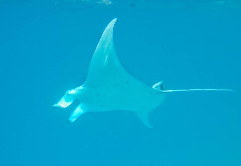 Maldív-szigetek tengeri állatvilág