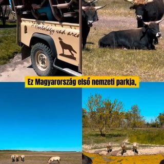 Debrecen környéki kihagyhatatlan program 🐺🧡🐃💛🏇
Debrecen rengeteg gyerekbarát programot rejt, és érdemes itt több napot is eltölteni ☀️ Többek között amiatt is, mert a környék is tartogat izgalmas családi felfedeznivalókat.😍
❗️Csupán 30 percre fekszik Debrecentől Európa legnagyobb természetes, összefüggő füves pusztája, az UNESCO világörökségi Hungarikum, amit egyszer az életben meg kell tapasztalni:
👉🏻a Hortobágyi Nemzeti Park.👈🏻
Ez egy egyedülálló és bakancslistás élmény volt, nem csak nekem hanem a gyerekeknek is 🥰
Érdemes egy (fél) napot rászánni Hortobágyra Debrecenből.
📌 Mentsd el ezt a hortobágyi bakancslistát:
🔹Pusztai fogatozás a Mátai Ménesben: rackanyáj, bivalyok, nóniusz lovak által húzott kocsikon ülve
🔹Vadaspark: farkas, aranysakál, keselyű, pelikánok
🔹Extra szafari program: a Przewalski-vadlovakat és a rekonstruált őstulkokat ismerhetjük meg testközelből.
🔹K. Nagy József nádudvari fazekasmester műhelye (fantasztikusak a kézműves termékei, mi is beszereztünk nála egy szuvenírt ☺️).
🔹Pásztormúzeum
🔹Kilenclyukú híd
🔹Étterem: Hortobágyi Csárda
Egyszerűen hihetetlen számomra, hogy egy ilyen különleges hely ennyire könnyen elérhető Debrecenből.
Hálás vagyok, hogy elmehettünk ide a családdal 🙏🏼 és szívből tudom ajánlani nektek is ♥️
Kinek hoztam meg a kedvét?
@visit.debrecen
#debrecen #hortobágy #hortobagyinemzetipark #csodahelyekmagyarorszagon #utazoanya
