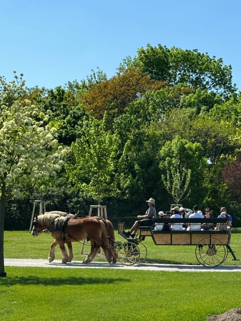 Schloss Hof lovaskocsi a barokk kert gyerekkel