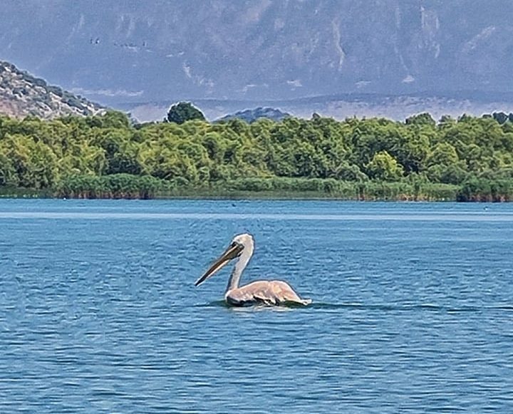 pelikán Shkodrai-tó Montenegró