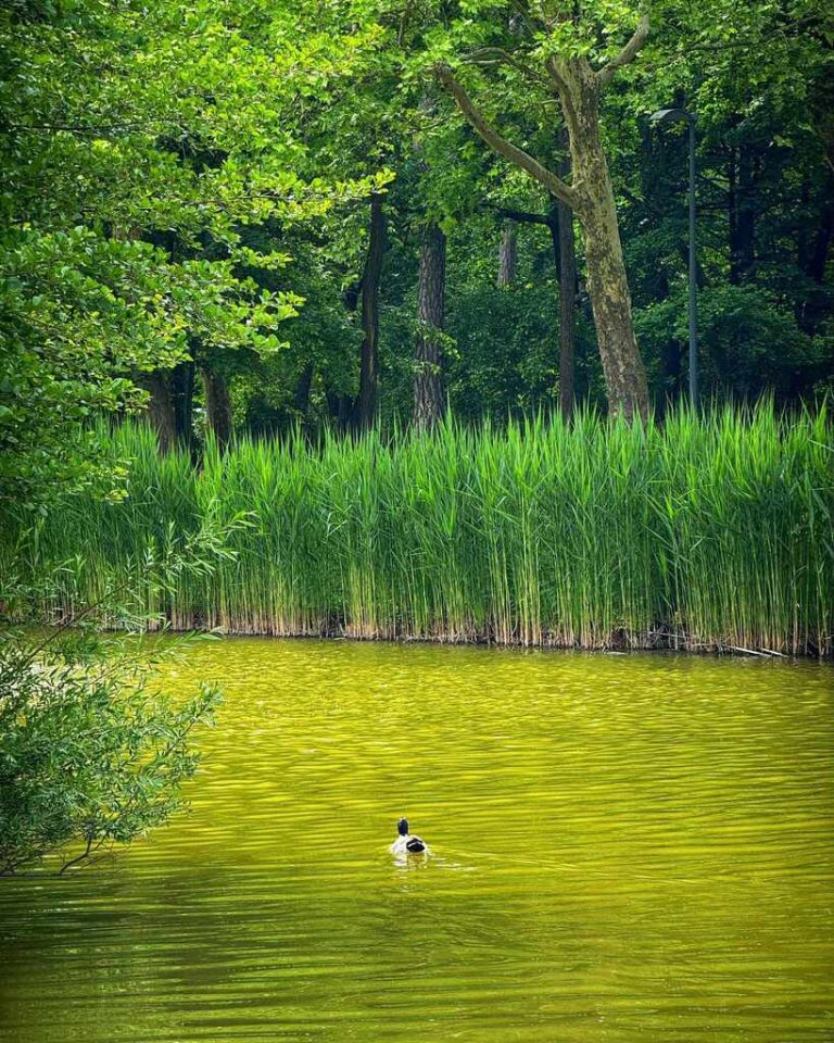 Nagyerdei park Debrecen gyerekkel