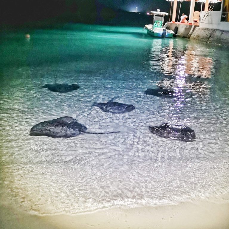 maldív-szigetek rájaetetés