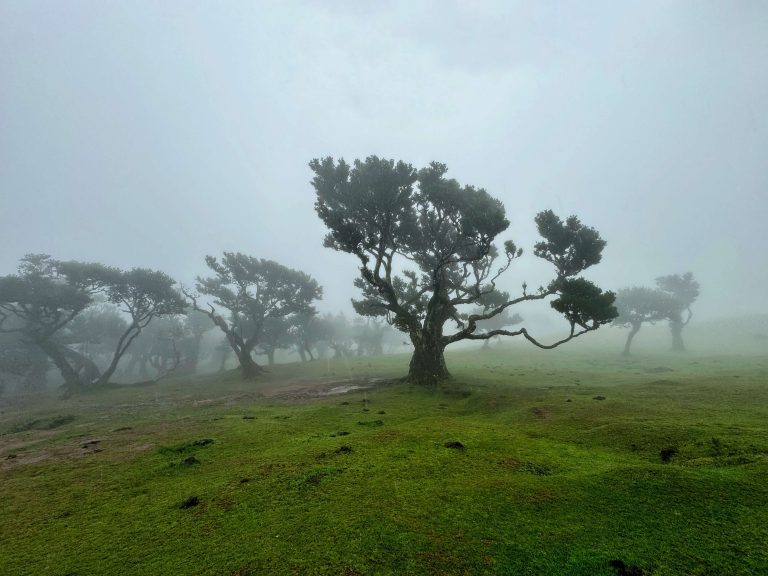 Madeira látnivalók gyerekkel misztikus Fanal forest babérerdő