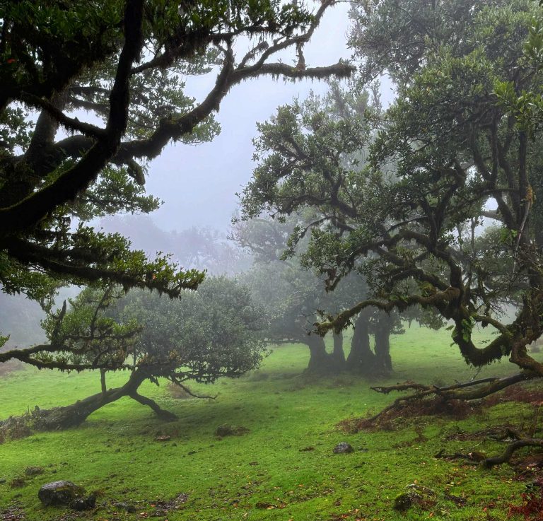 Fanal babérerdő Madeira látnivalók gyerekkel
