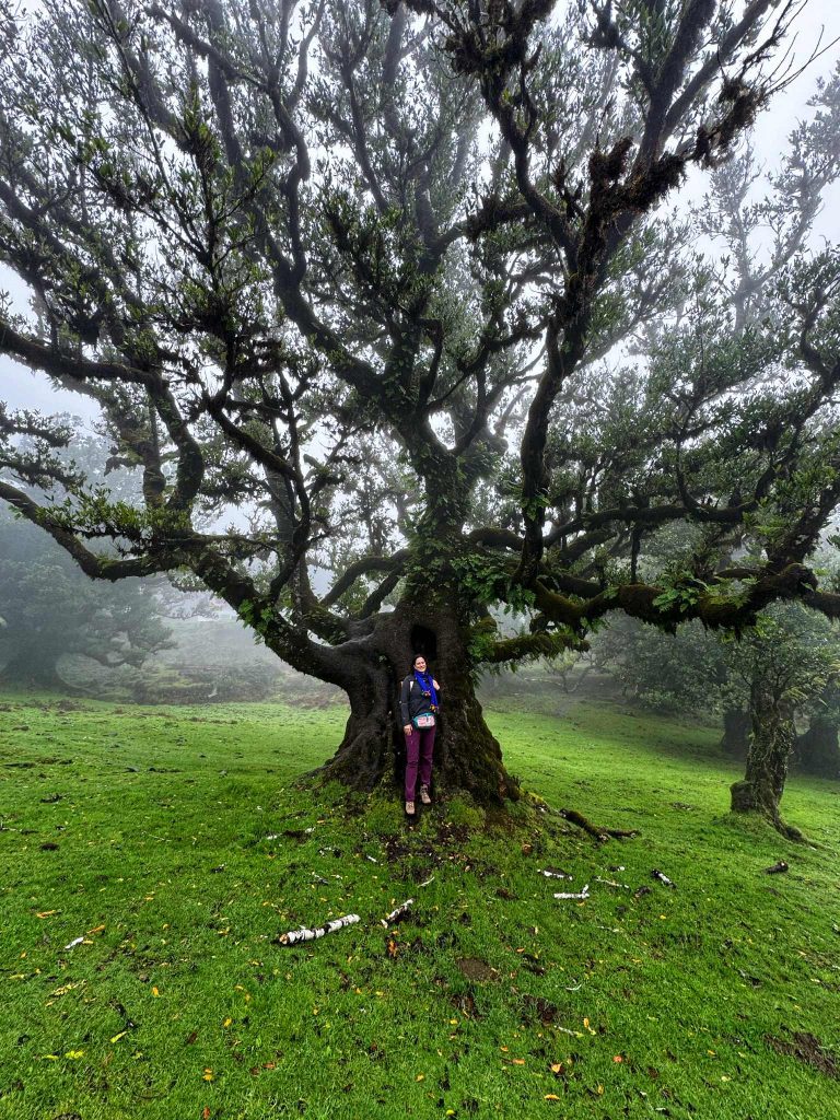 Fanal babérerdő Madeira látnivalók gyerekkel