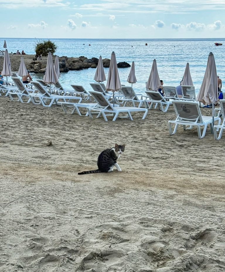 macskák Cipruson Konnos beach tengerparti nyaralás gyerekkel