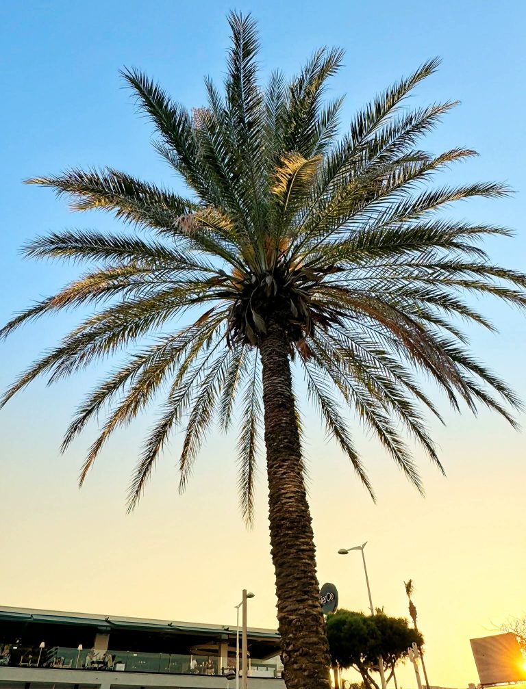 Ciprus nyaralás gyerekkel pálmafa