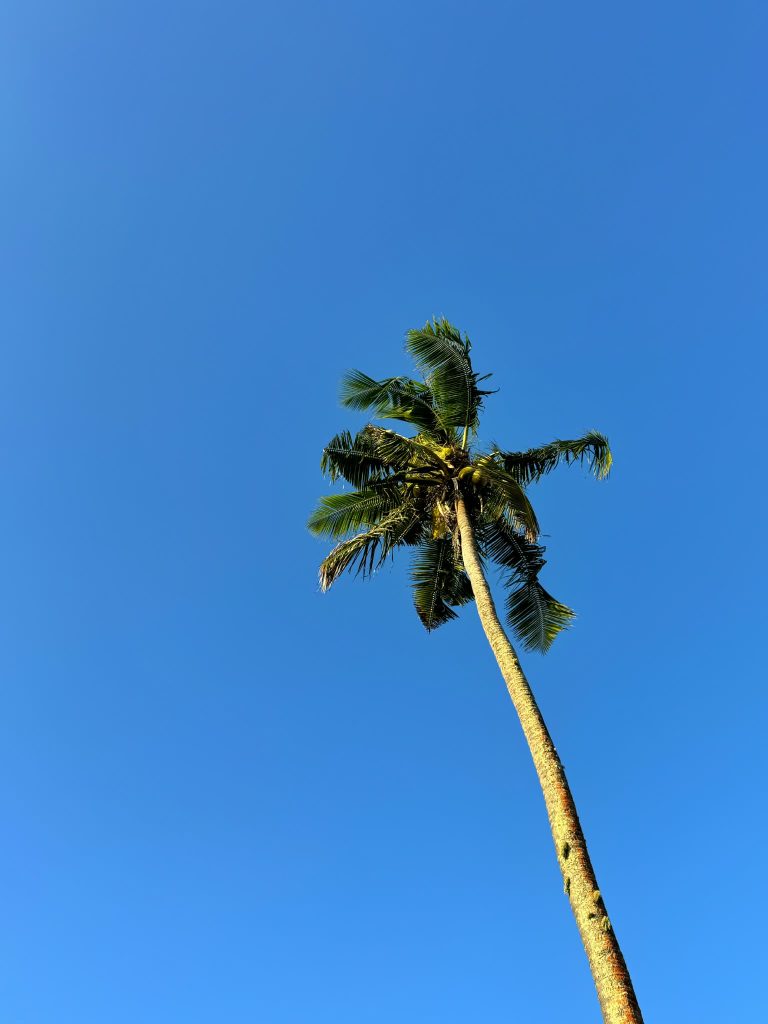 Tonga Tonga utazás gyerekkel utazóanya pálmafa kék ég