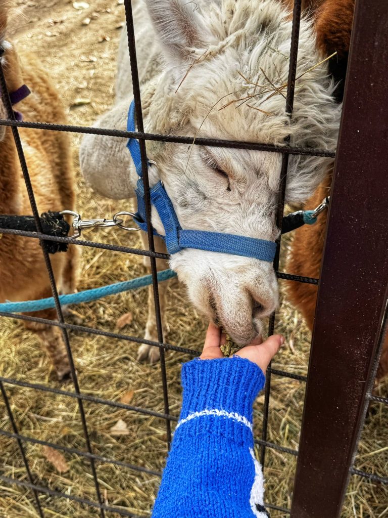 Gyerekbarát szállás Miskolc alpaka élmény gyerekekkel