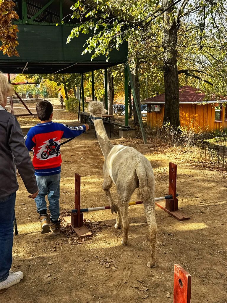 baráthegyi majorság alpaka farm magyarország