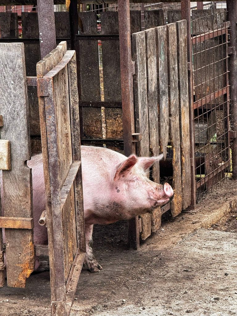 farmhangulat Miskolc mellett gyerekbarát szállás malacok állatok